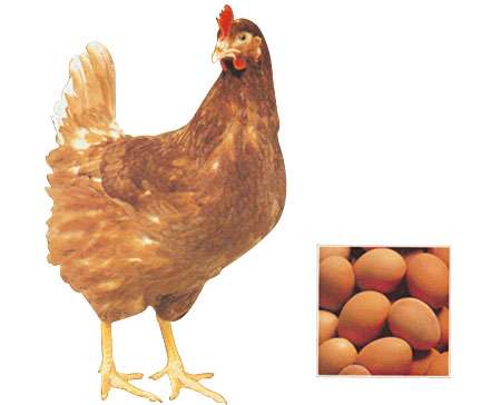 罗曼褐-蛋鸡